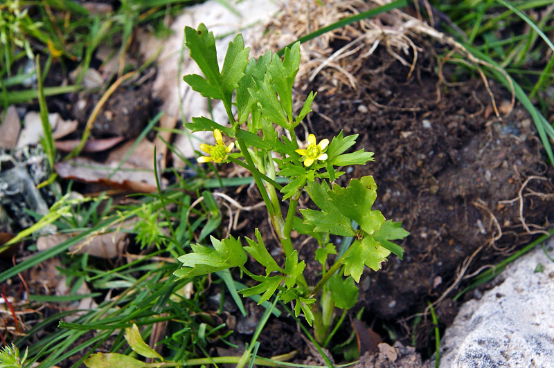 Ranunculus trilobus / Ranuncolo trilobo